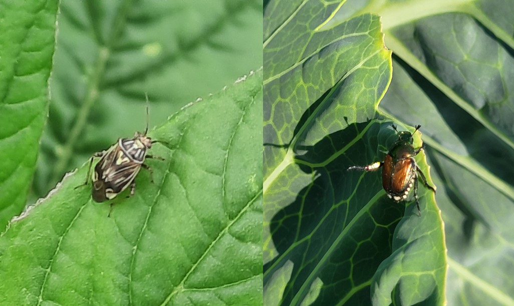 Tarnished plant bug and japanese beetle on leaves.